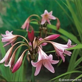 Crinum powellii