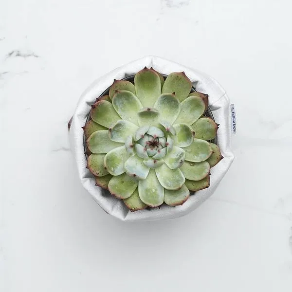 Super Succulent